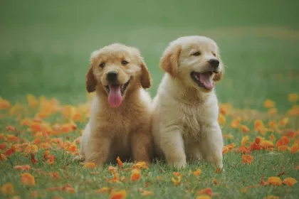 Bigger view of Puppy